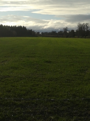 CentroCasas.cl Venta de Campo en Lago Ranco, camino a puerto nuevo Lago Ranco