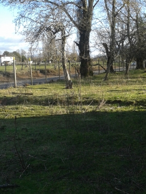 CentroCasas.cl Venta de Campo en Lago Ranco, camino a puerto nuevo Lago Ranco