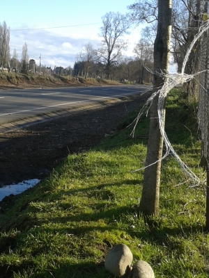 CentroCasas.cl Venta de Campo en Lago Ranco, camino a puerto nuevo Lago Ranco