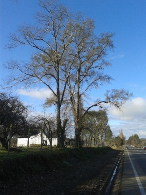 CentroCasas.cl Venta de Campo en Lago Ranco, camino a puerto nuevo Lago Ranco