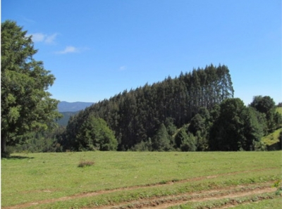 CentroCasas.cl Venta de Campo en Valdivia, Los Guindos