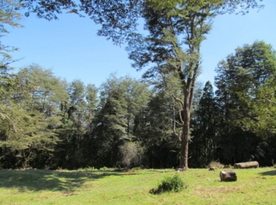 CentroCasas.cl Venta de Campo en Valdivia, Los Guindos