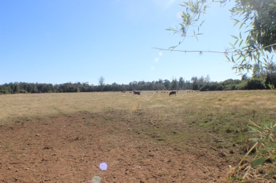 CentroCasas.cl Venta de Campo en Ro Bueno, camino a puerto nuevo 